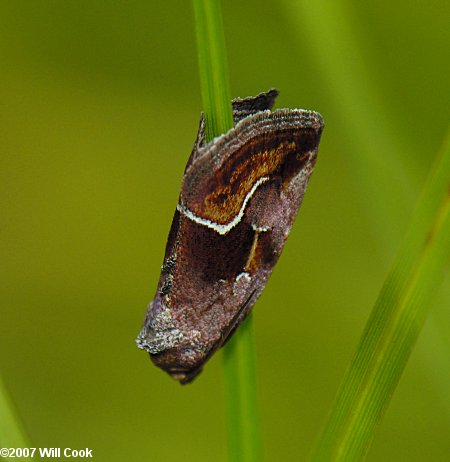 Deltote bellicula - Bog Deltote