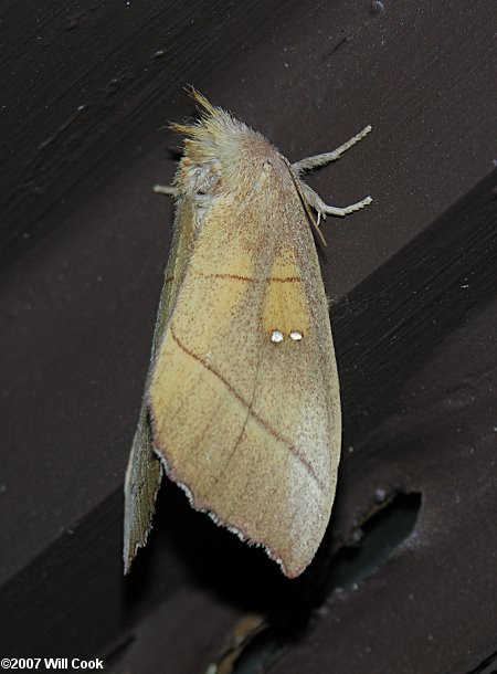 Nadata gibbosa - White-dotted Prominent