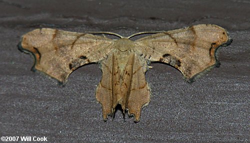 Calledapteryx dryopterata - Brown Scoopwing