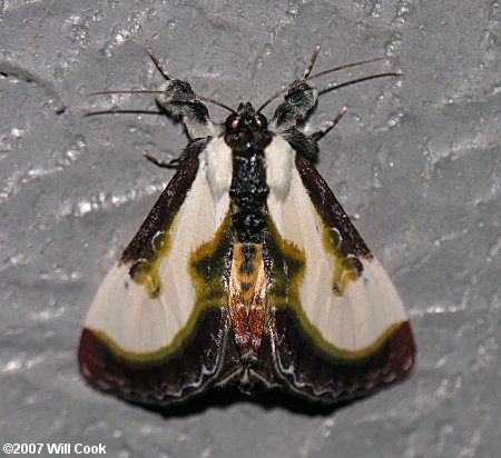 Beautiful Wood-Nymph (Eudryas grata)