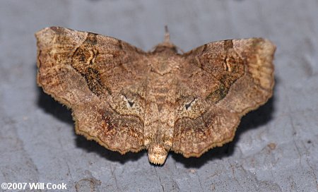 Pangrapta decoralis - Decorated Owlet