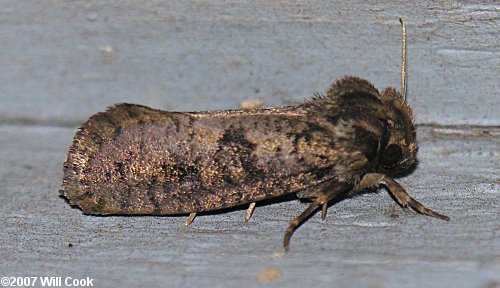 Acrolophus plumifrontella - Eastern Grass-tubeworm Moth