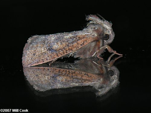 Acrolophus plumifrontella - Eastern Grass-tubeworm Moth