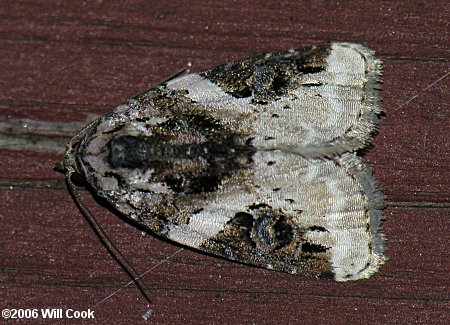 Pseudeustrotia carneola - Pink-barred Pseudeustrotia