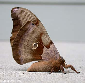 Polyphemus Moth (Antheraea polyphemus)