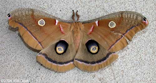 Polyphemus Moth (Antheraea polyphemus)