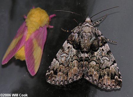 Allotria elonympha - False Underwing