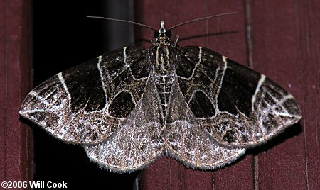 Ecliptopera atricolorata - Dark-banded Geometer