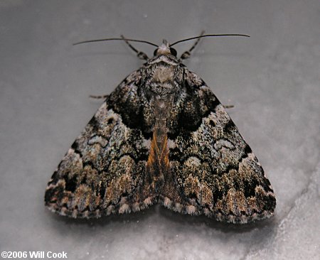 Allotria elonympha - False Underwing