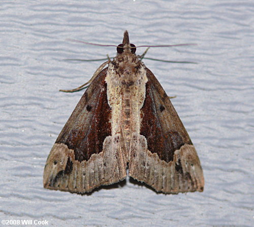 Hypena baltimoralis - Baltimore Snout