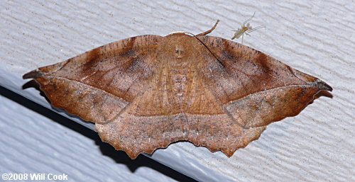 Eutrapela clemataria - Curve-toothed Geometer