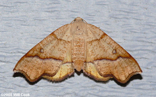 Plagodis alcoolaria - Hollow-spotted Plagodis