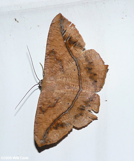 Prochoerodes lineola - Large Maple Spanworm