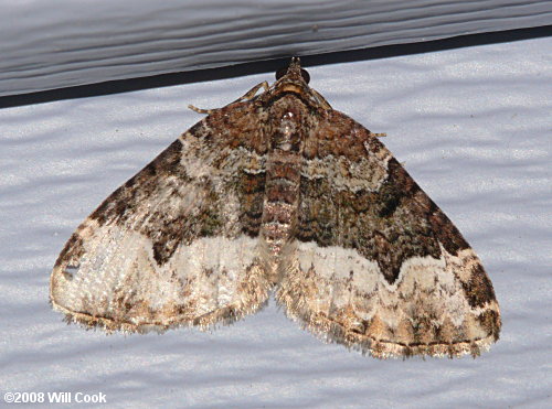 Euphyia intermediata - Sharp-angled Carpet