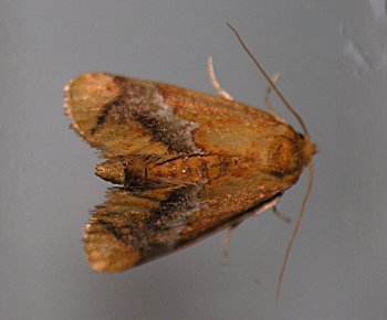 Lithacodes fasciola - Yellow-shouldered Slug Moth