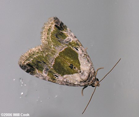 Maliattha synochitis - Black-dotted Maliattha