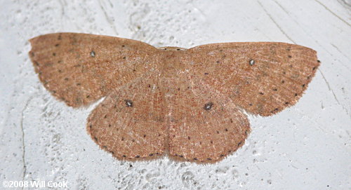 Cyclophora packardi - Packard's Wave