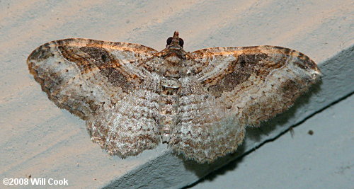 Costaconvexa centrostrigaria - Bent-line Carpet