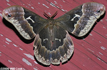 Tulip-tree Silkmoth (Callosamia angulifera)