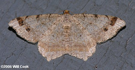 Macaria bisignata - Red-headed Inchworm