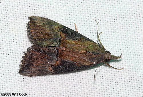 Hypena scabra - Green Cloverworm Moth