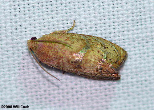 Cydia latiferreana - Filbertworm Moth