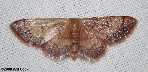 Idaea demissaria - Red-bordered Wave