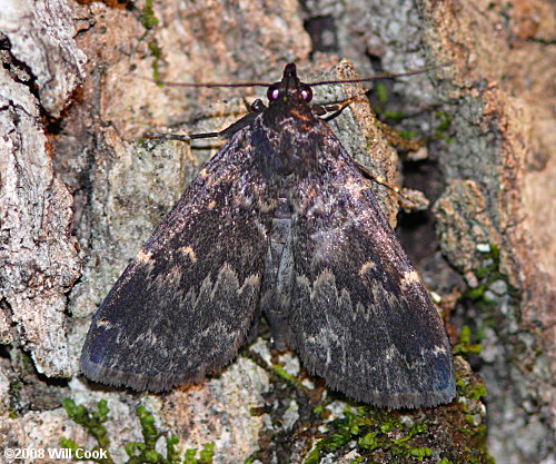 Idia lubricalis - Glossy Black Idia