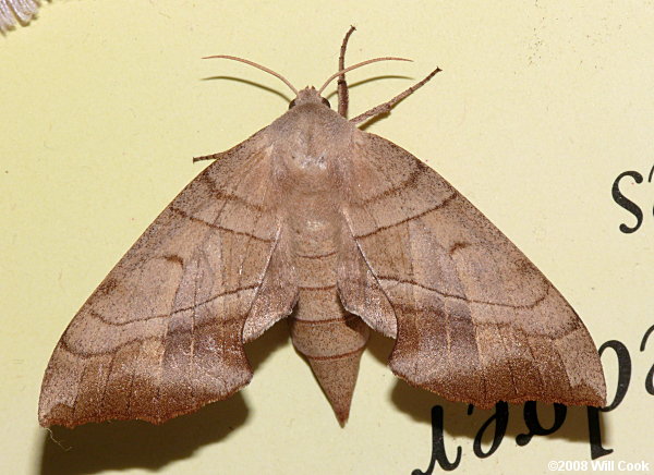 Walnut Sphinx (Amorpha juglandis)