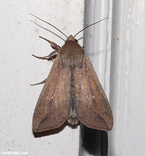 Mythimna unipuncta - Armyworm Moth