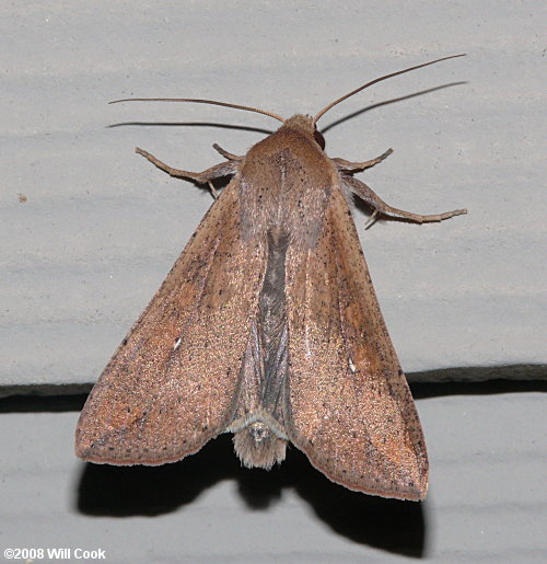 Mythimna unipuncta - Armyworm Moth