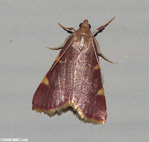 Dolichomia olinalis - Yellow-fringed Dolichomia