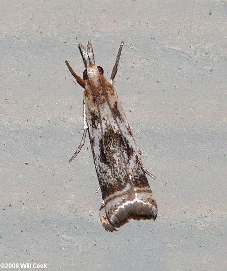 Microcrambus elegans - Elegant Grass-veneer