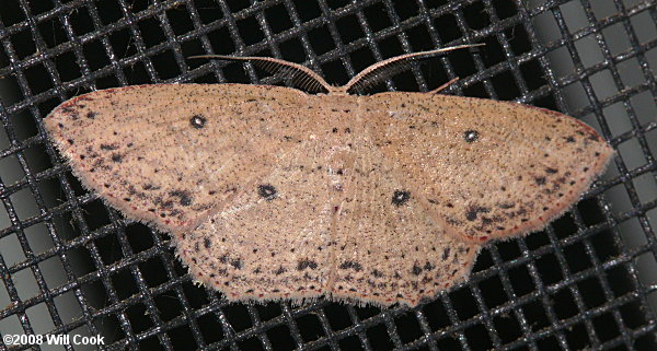 Cyclophora packardi - Packard's Wave