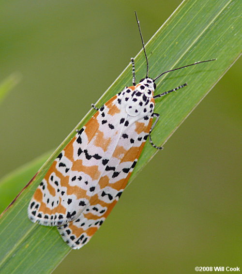 Utetheisa ornatrix - Ornate Bella Moth