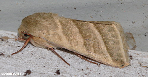 Heliothis virescens - Tobacco Budworm