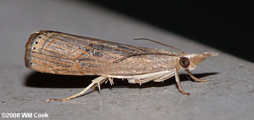 Parapediasia teterrella - Bluegrass Webworm Moth