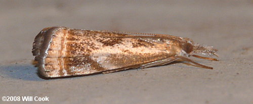 Microcrambus elegans - Elegant Grass-veneer