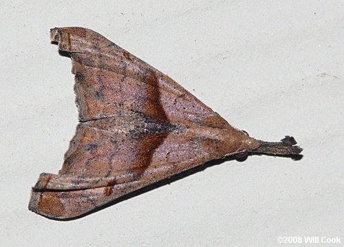 Palthis angulalis - Dark-spotted Palthis