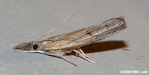 Fissicrambus mutabilis - Changeable Grass-veneer