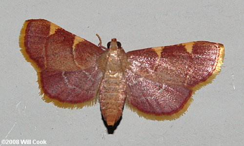 Dolichomia olinalis - Yellow-fringed Dolichomia