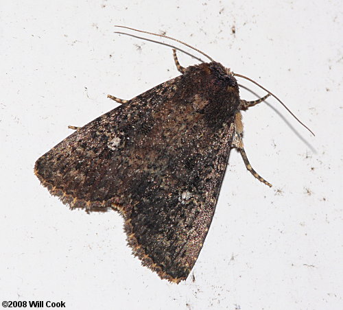 Condica vecors - Dusky Groundling Moth