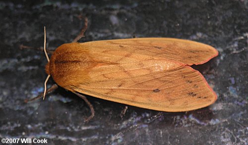 Pyrrharctia isabella - Isabella Tiger Moth