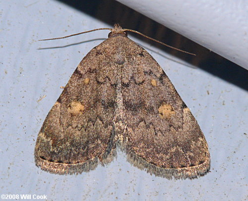 Idia aemula - Common Idia