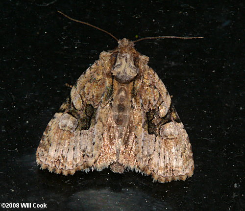 Oligia modica - Black-banded Brocade