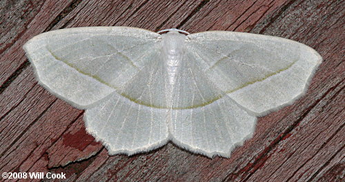 Campaea perlata - Pale Beauty