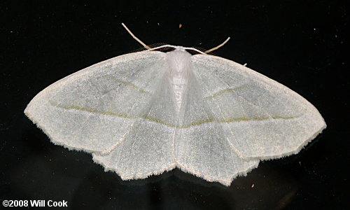 Campaea perlata - Pale Beauty