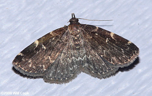 Idia scobialis - Smoky Idia