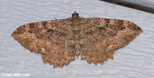 Coryphista meadii - Barberry Geometer