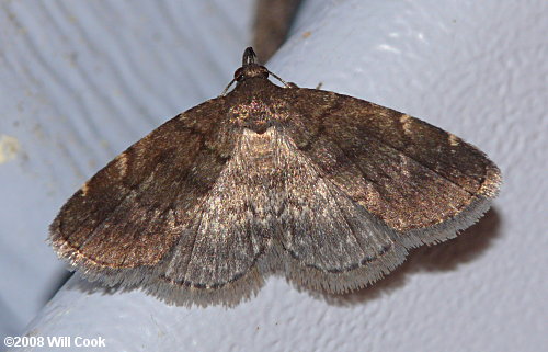 Idia scobialis - Smoky Idia